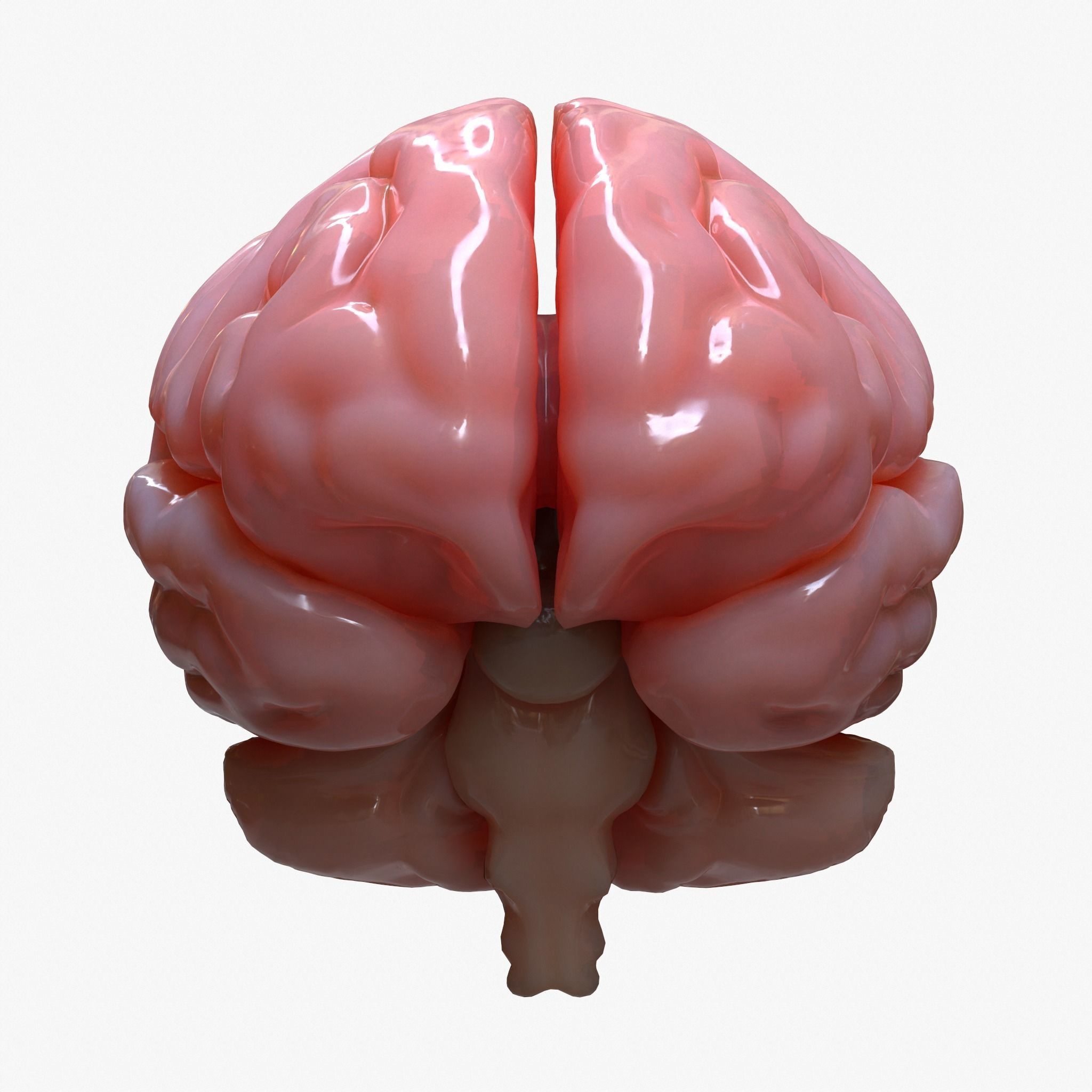 Brain Human Anatomy 3D model_5