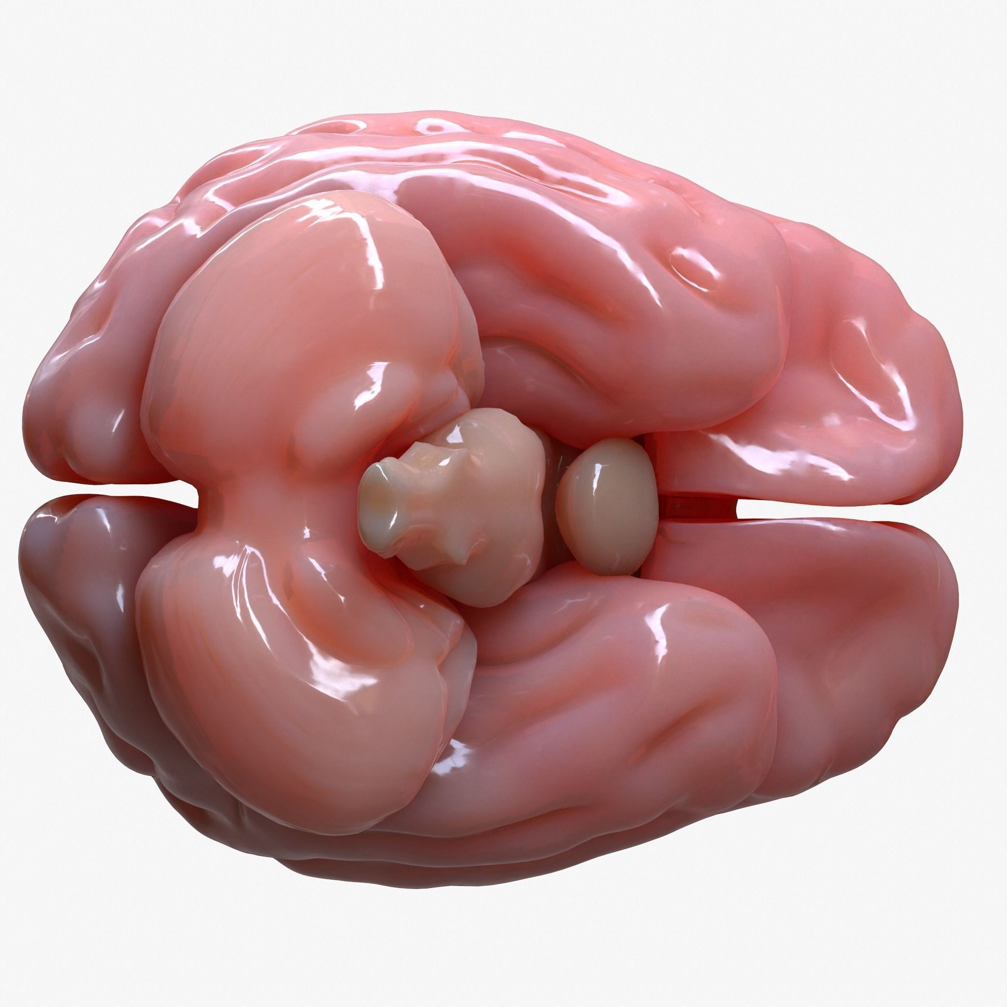 Brain Human Anatomy 3D model_3