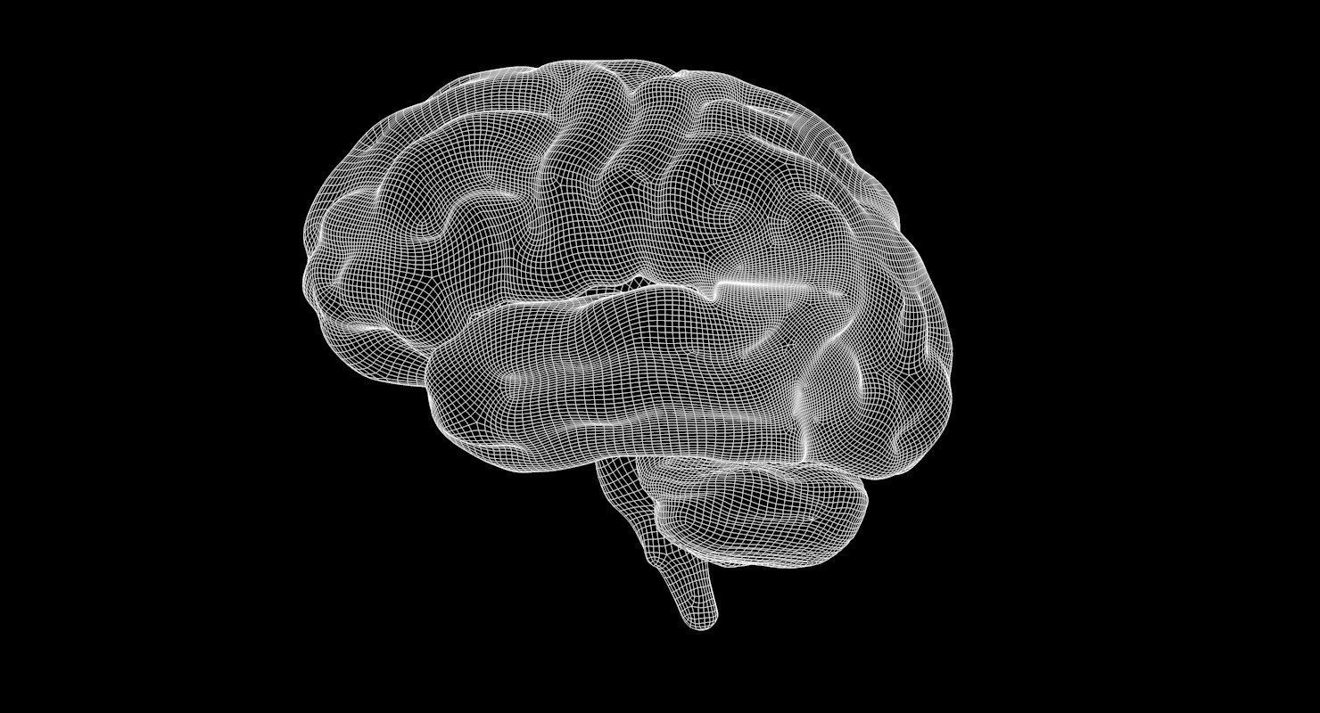 Brain Human Anatomy 3D model_8