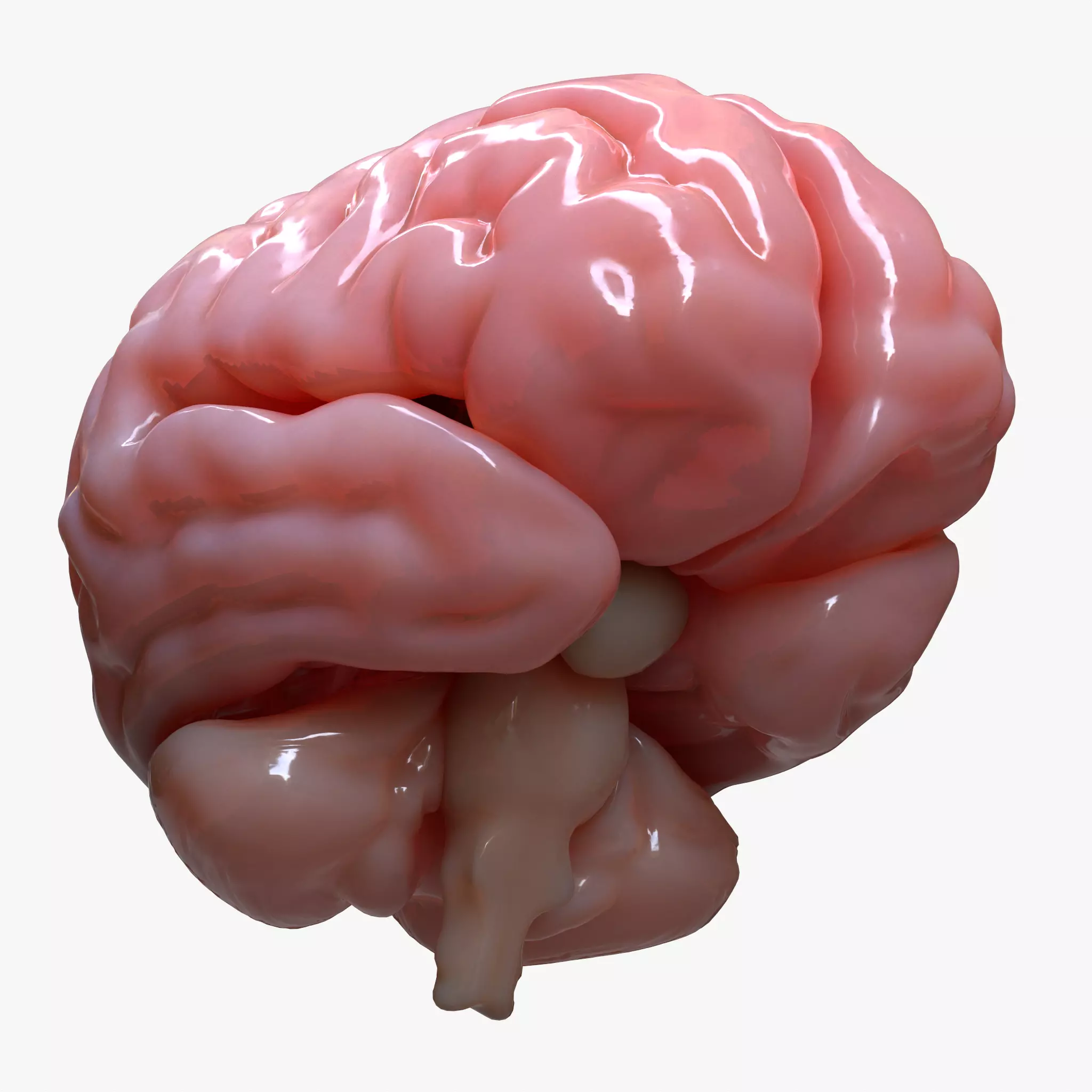 Brain Human Anatomy 3D model_0