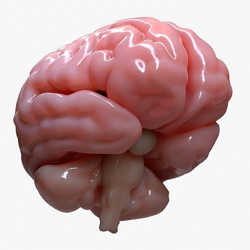 Brain Human Anatomy 3D model
