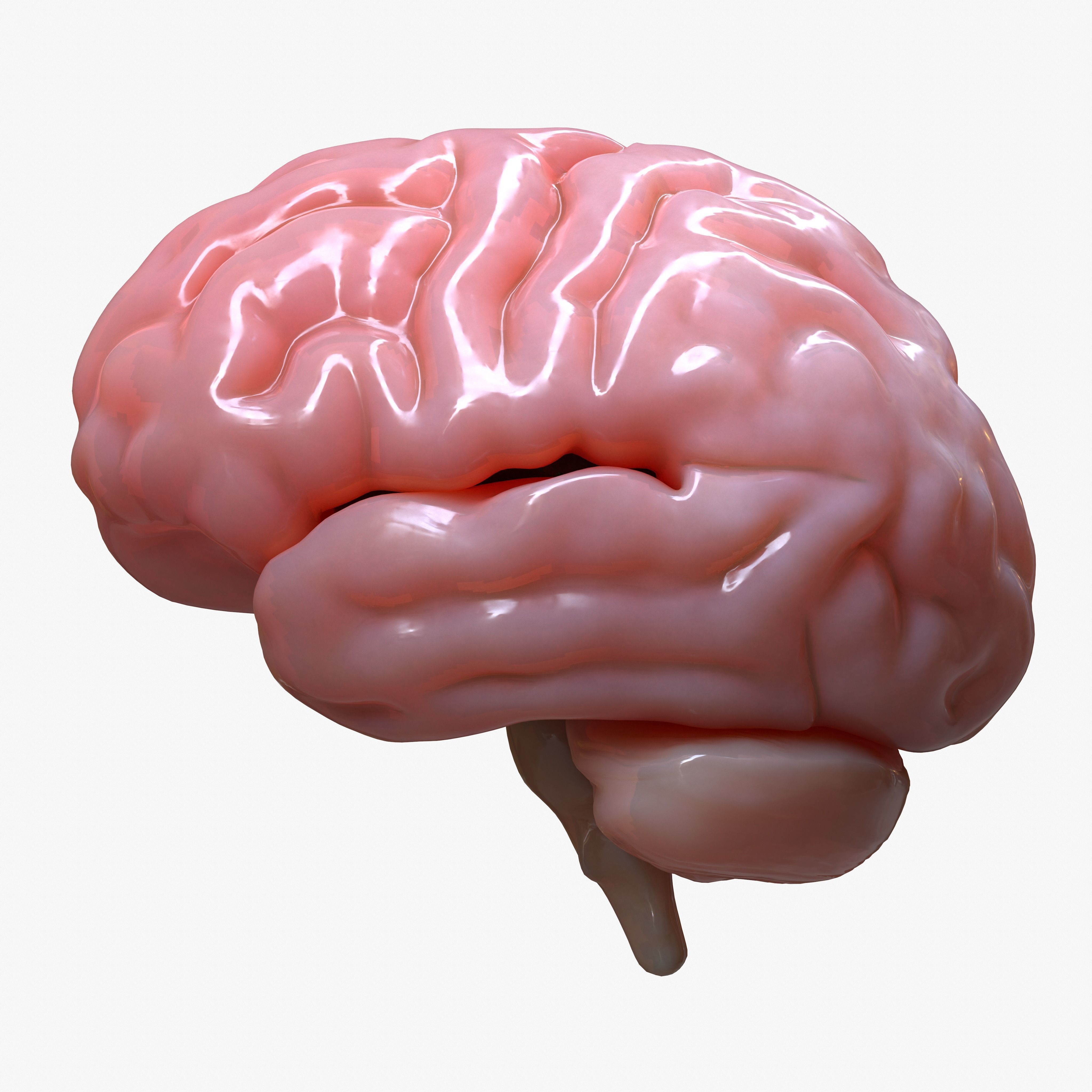 Brain Human Anatomy 3D model_4