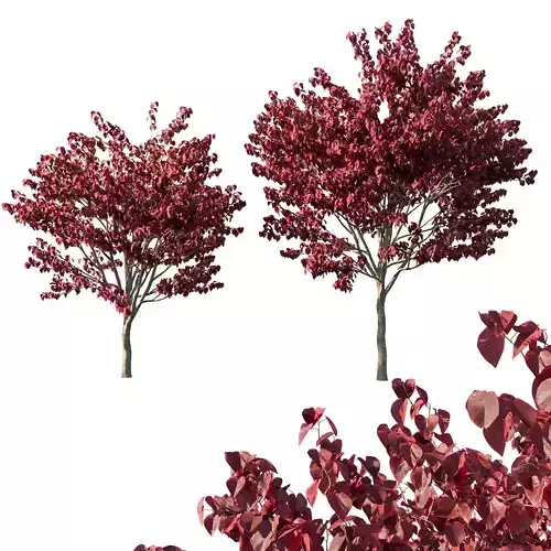 Cercis Canadensis  redbud Forest Pansy 3D model