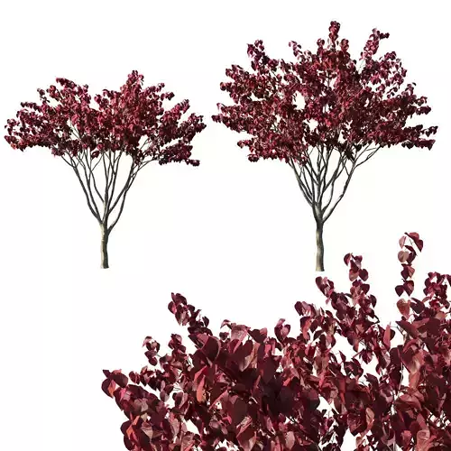 Cercis canadensis 03