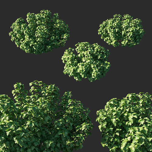 Viburnum opulus 3D model