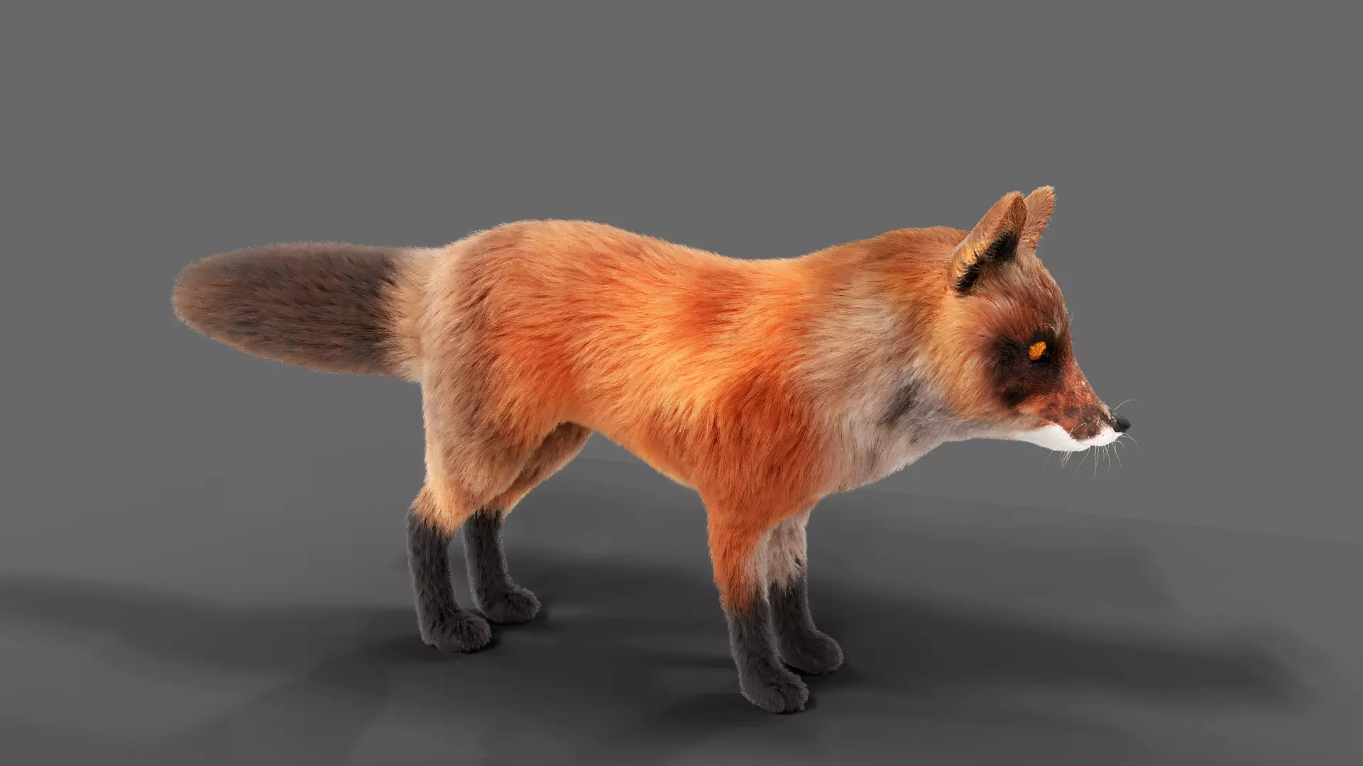 Hair Fur Red Fox Low-poly 3D model