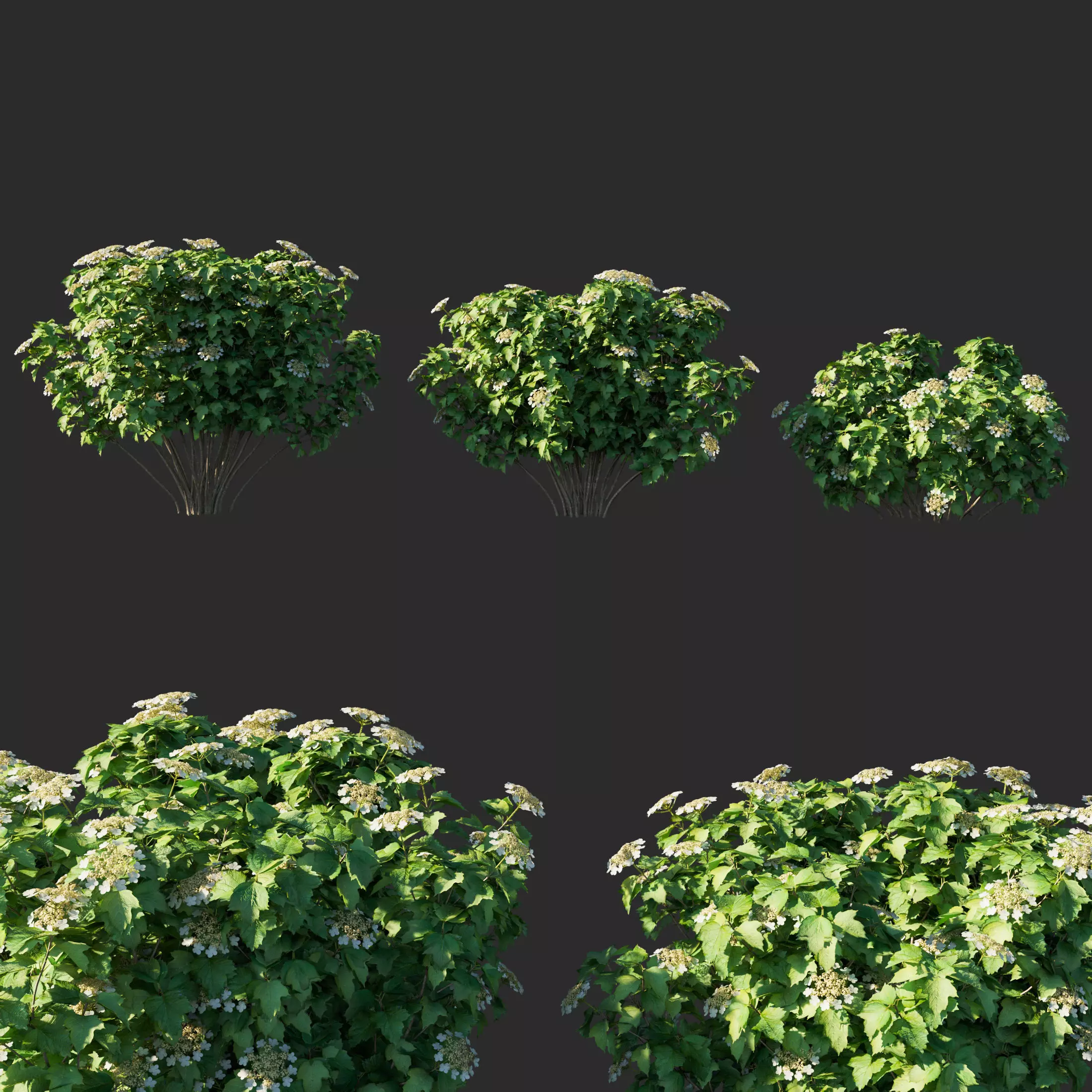 Viburnum opulus 02 3D model_0