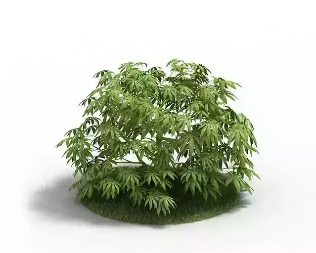 Leafy Green Bush 3D model