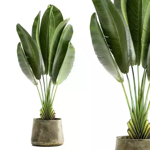 Ravenala in a rust pot for the interior 926