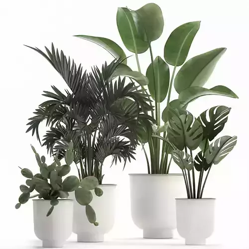 Collection of decorative plants in white flowerpots 927