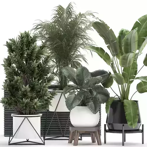 Houseplants in a flowerpot for the interior 928