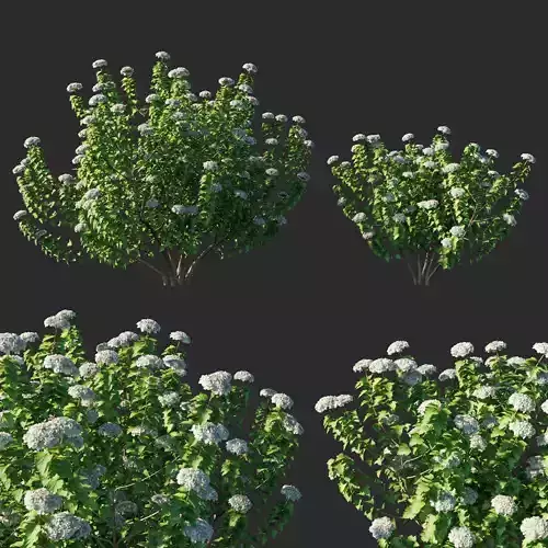 Viburnum opulus 03 3D model