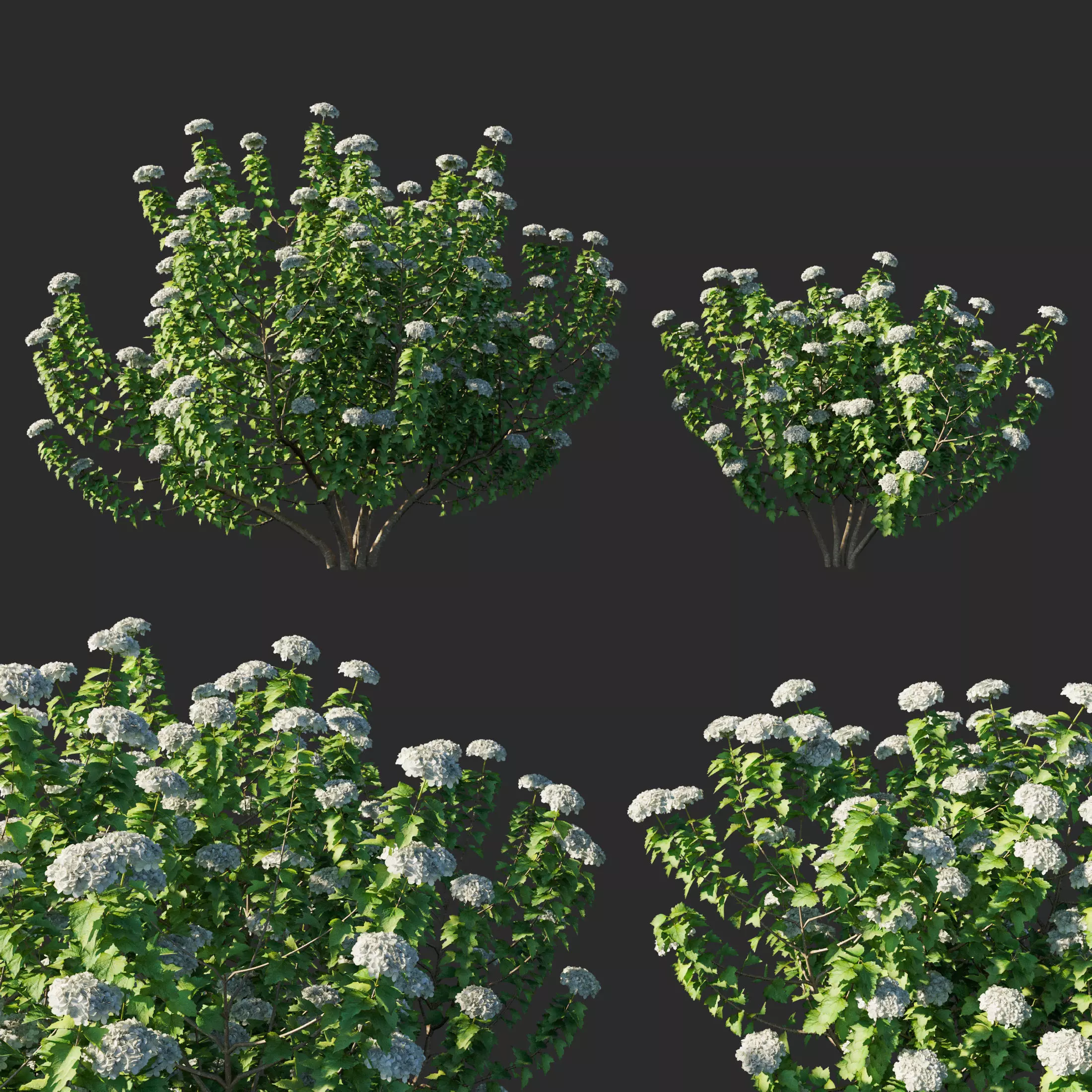 Viburnum opulus 03 3D model_0