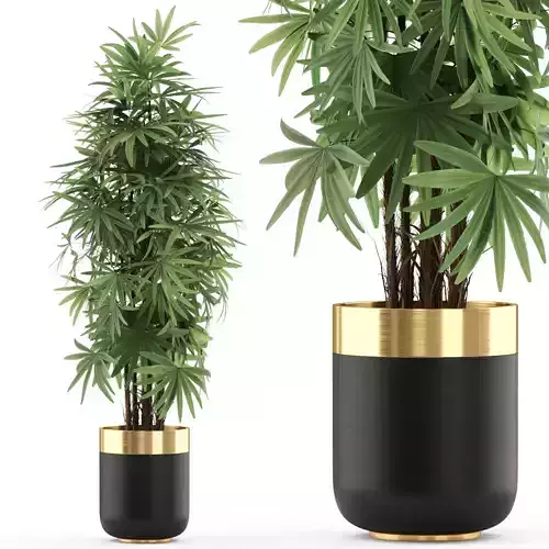 Plants collection 485