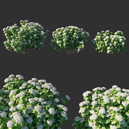 Viburnum opulus 04 3D model