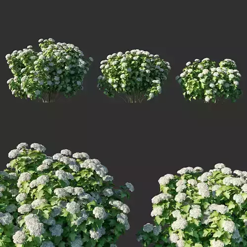 Viburnum opulus 04 3D model