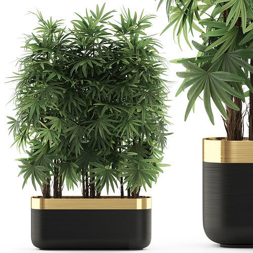 Plants collection 486 3D model
