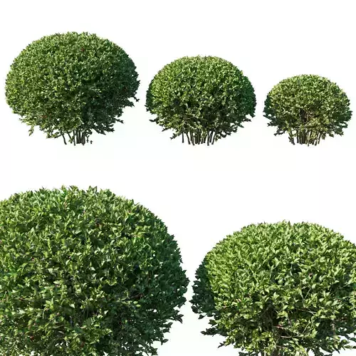 Abelia grandiflora bush 3D model