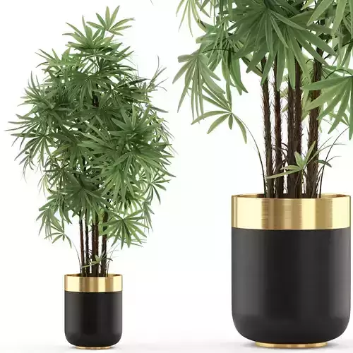 Plants collection 487