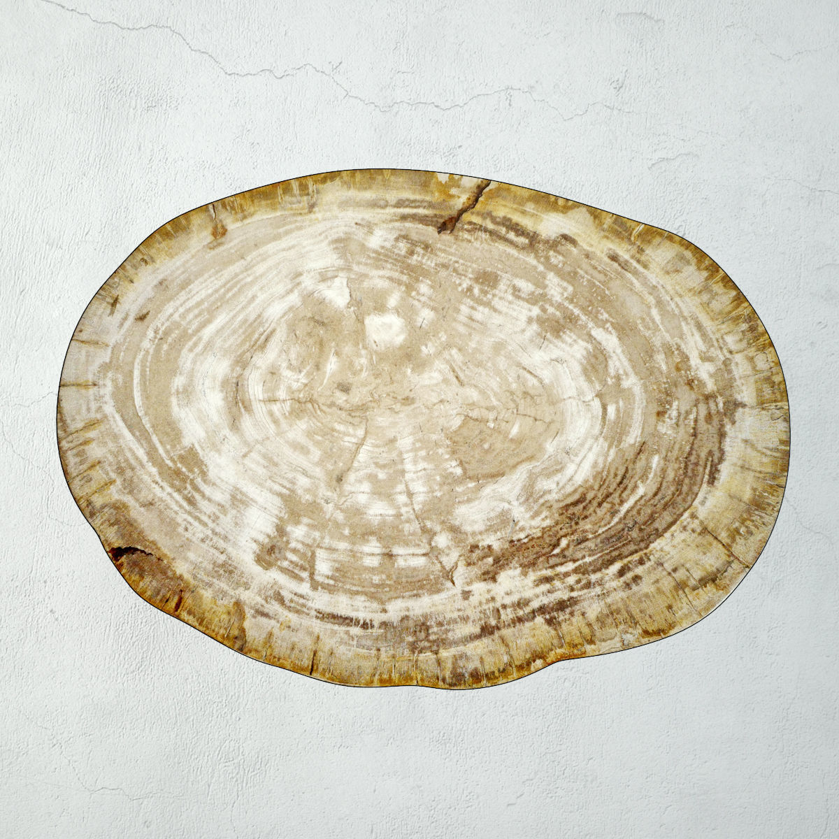 Petrified Wood Slice Coffee Table 3 3D model_5