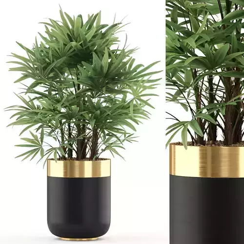 Plants collection 488