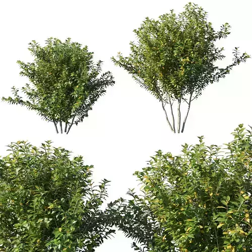 Myrtle tree 3D model