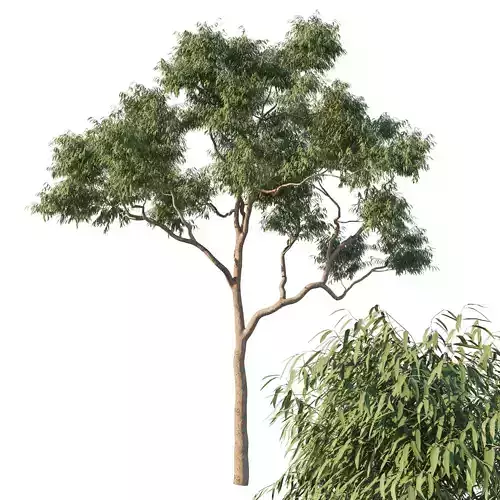 Angophora costata 03