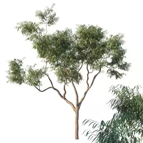 Angophora costata 06