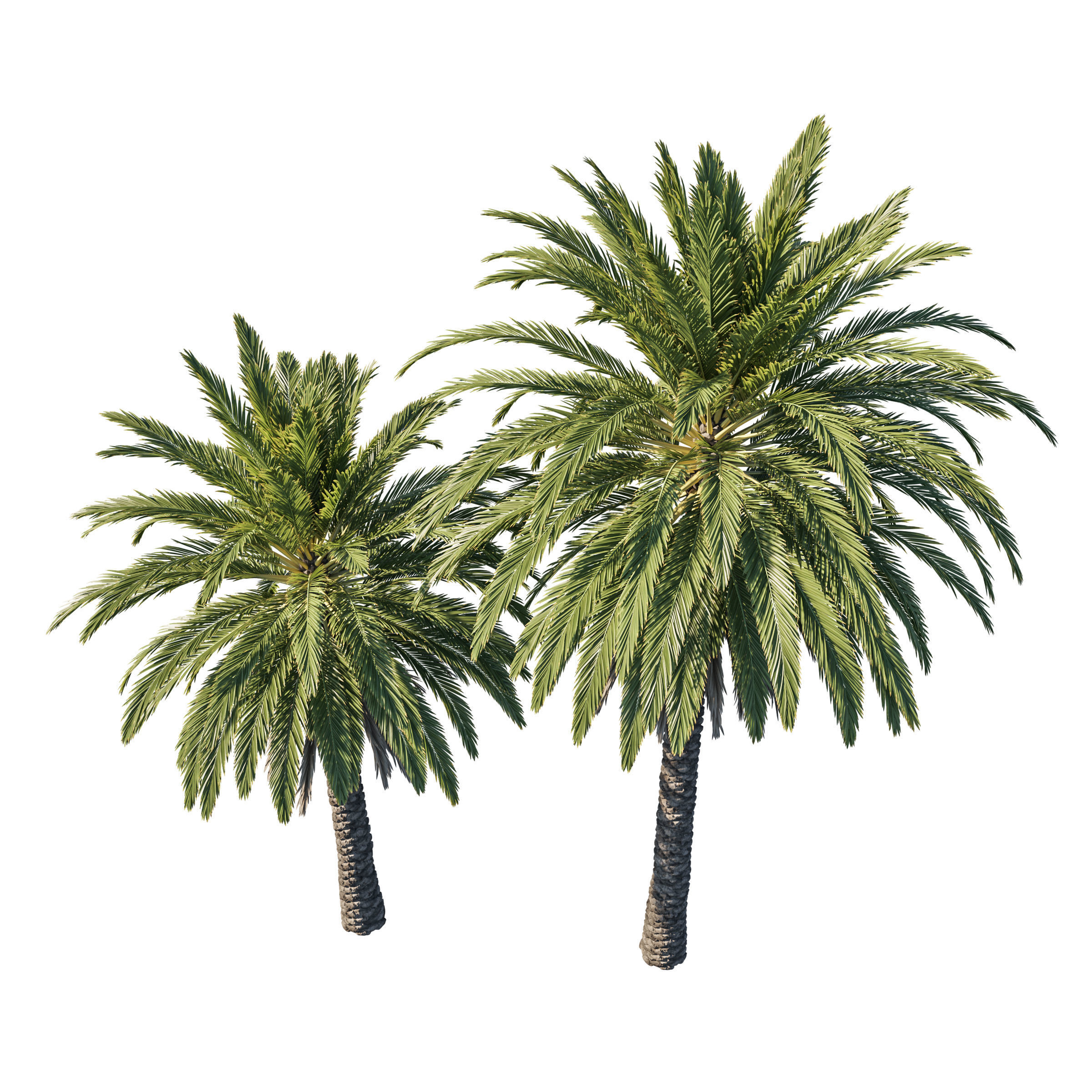 Phoenix Palm tree 02 3D model_1