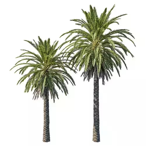 Phoenix Palm tree 02