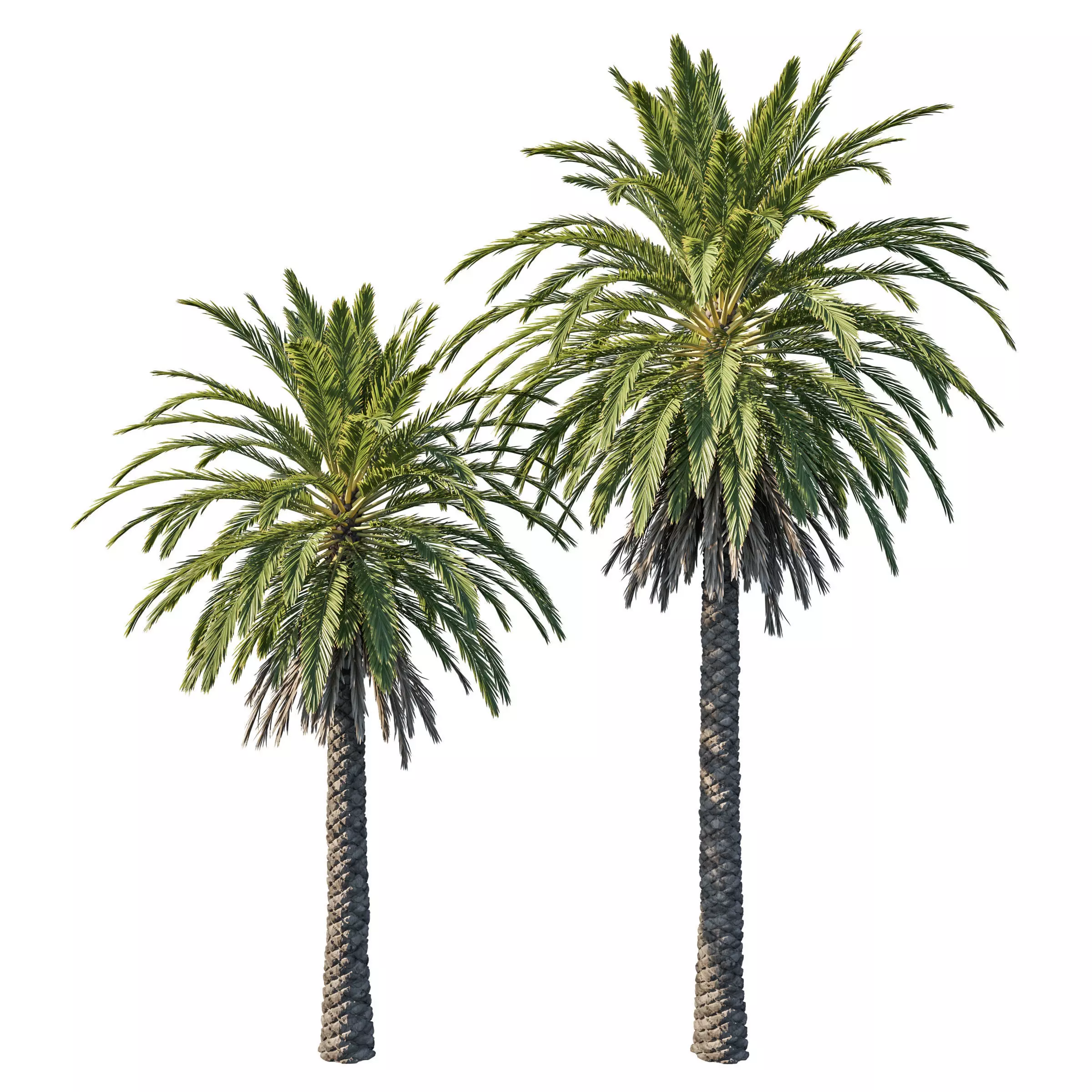 Phoenix Palm tree 02 3D model_0