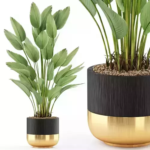 Plants collection 493 3D model