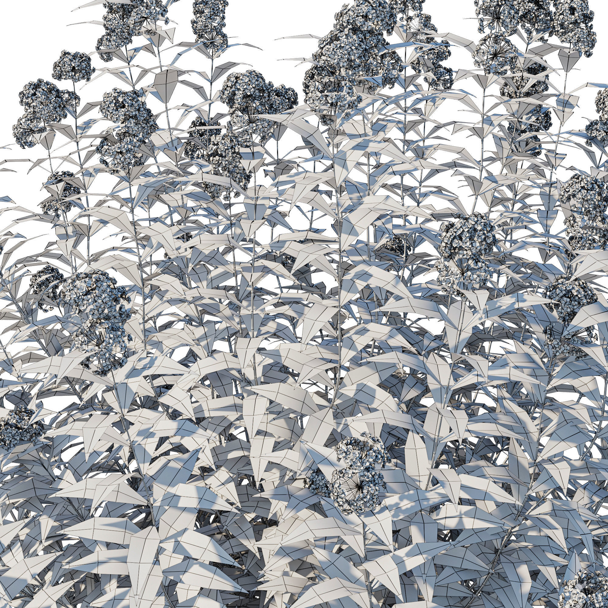 Swamp Milkweed 3D model_2