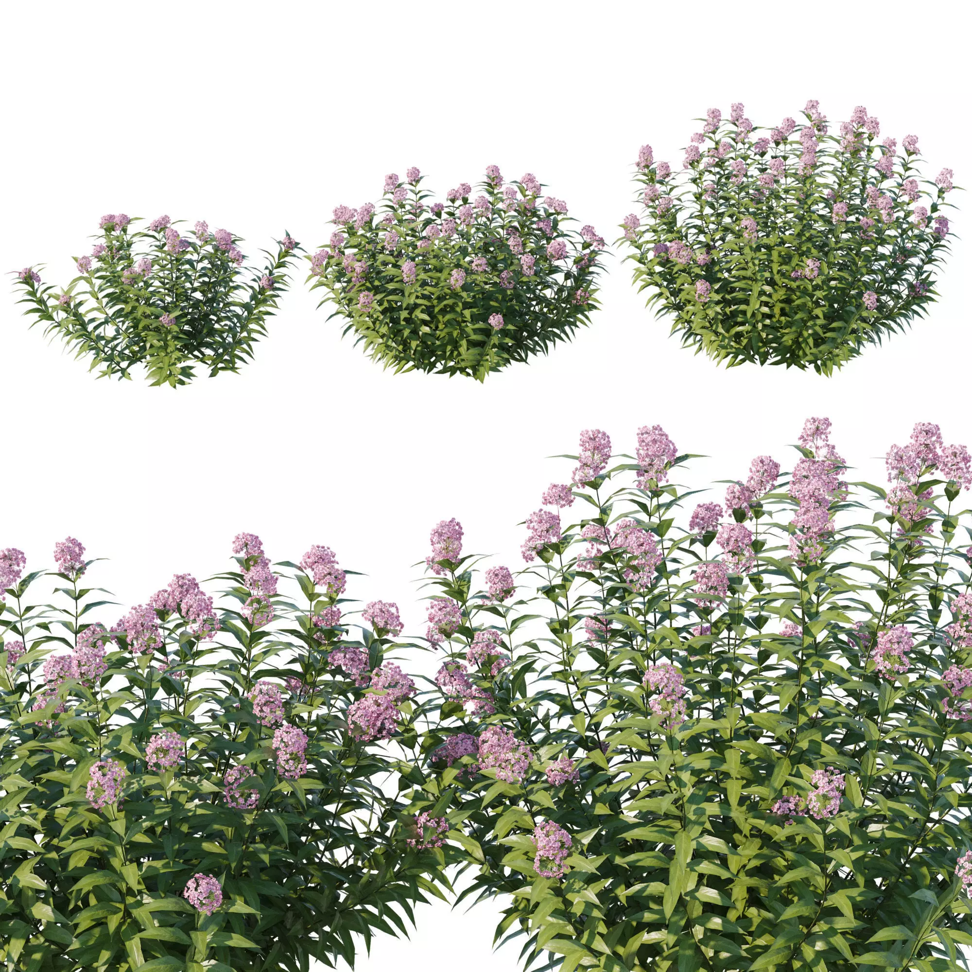 Swamp Milkweed 3D model_0