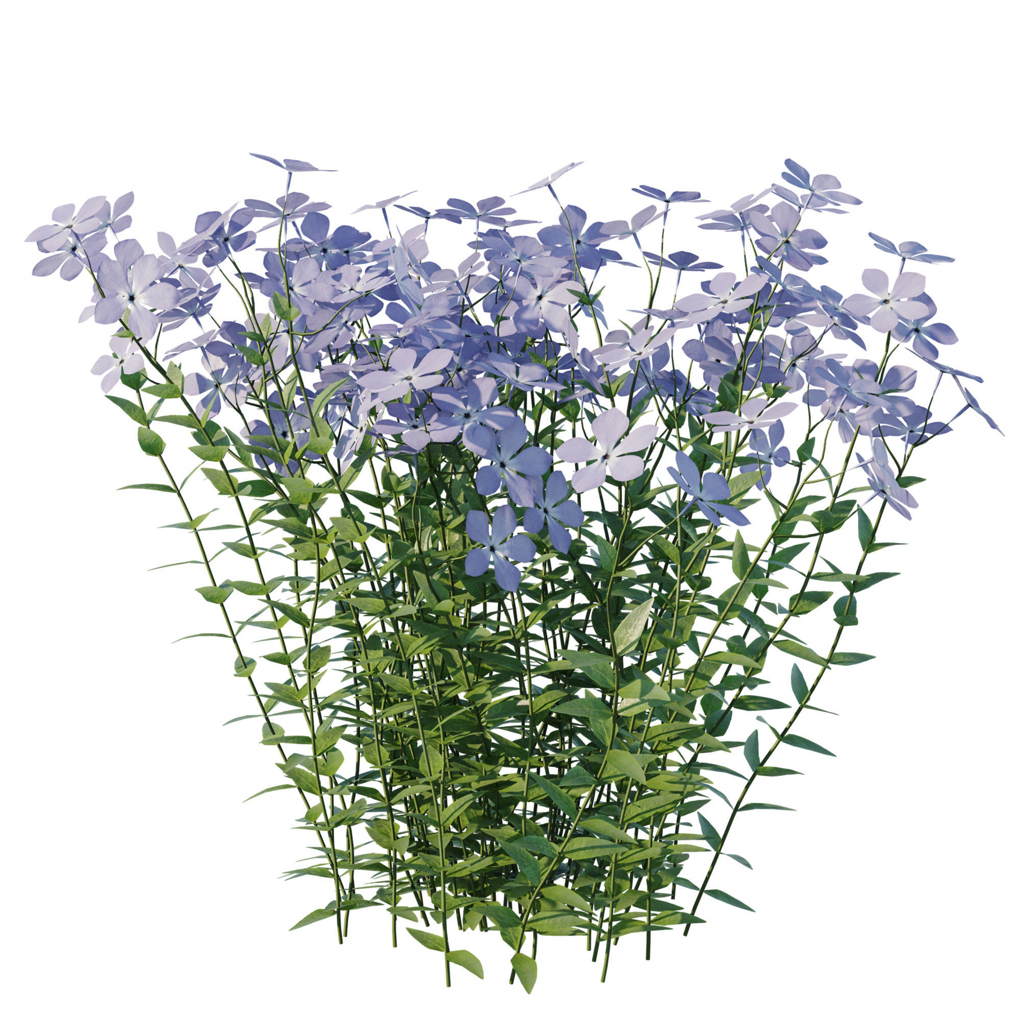 Wild Blue Phlox 3D model_1