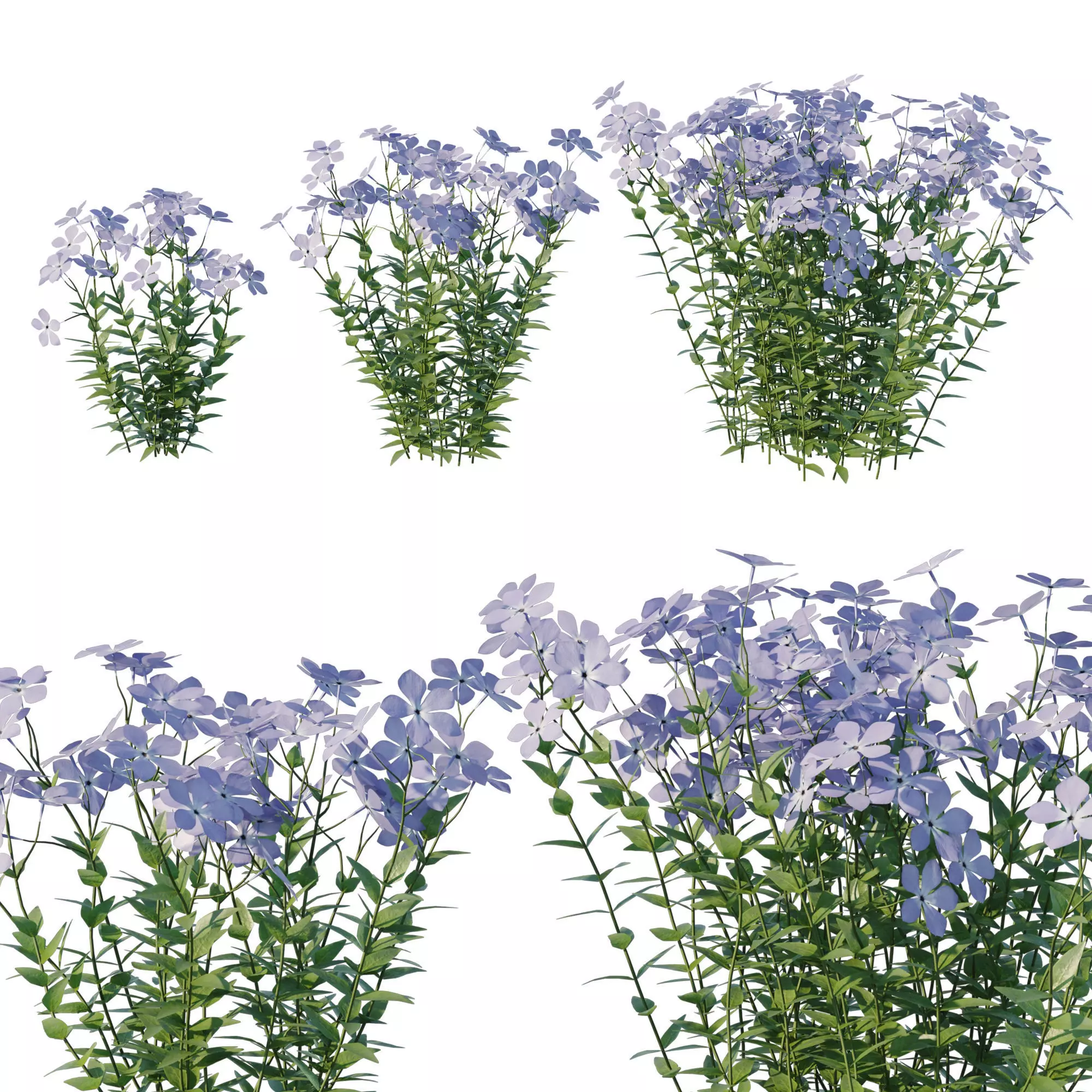 Wild Blue Phlox 3D model_0