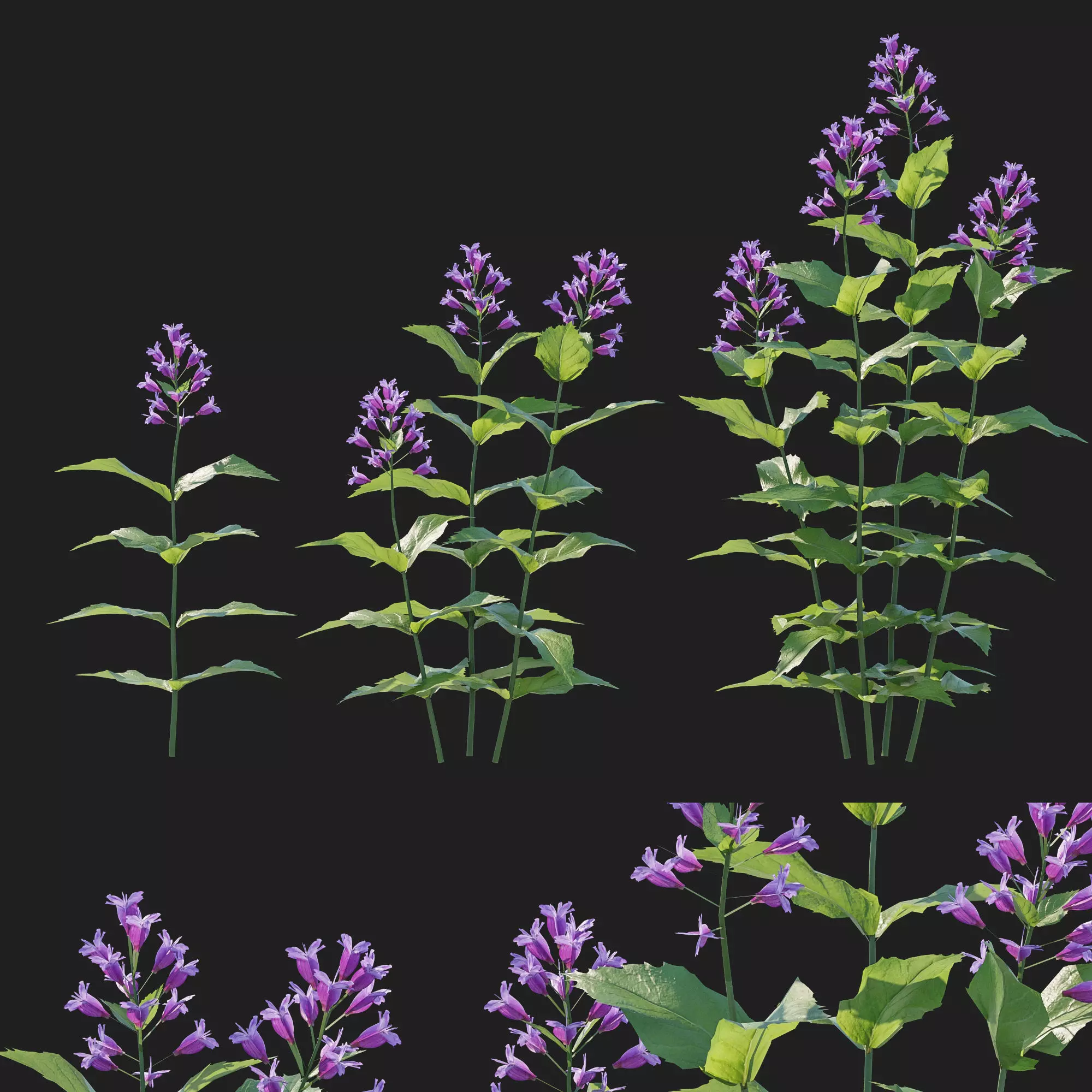 Prairie Penstemon 3D model_0