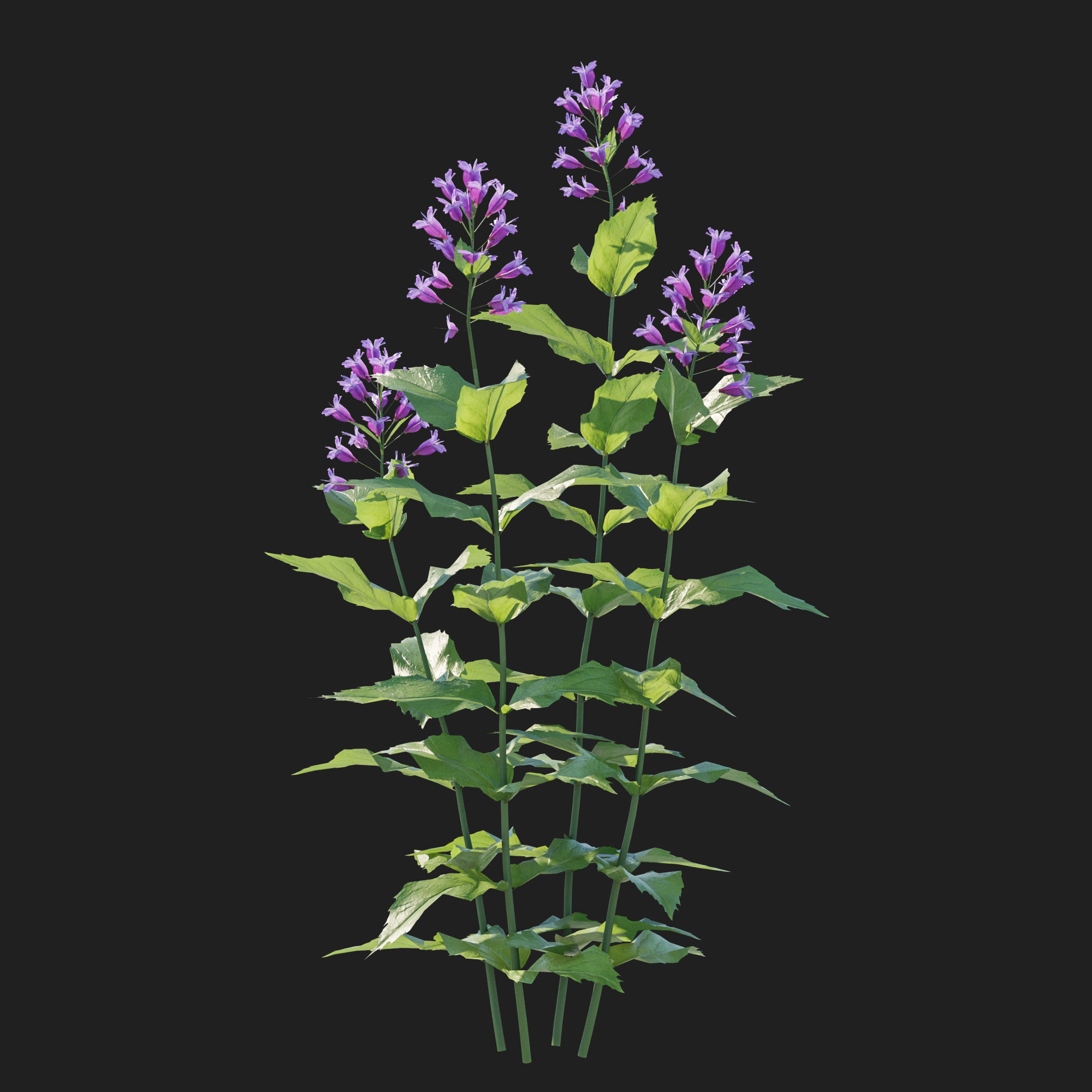 Prairie Penstemon 3D model_1