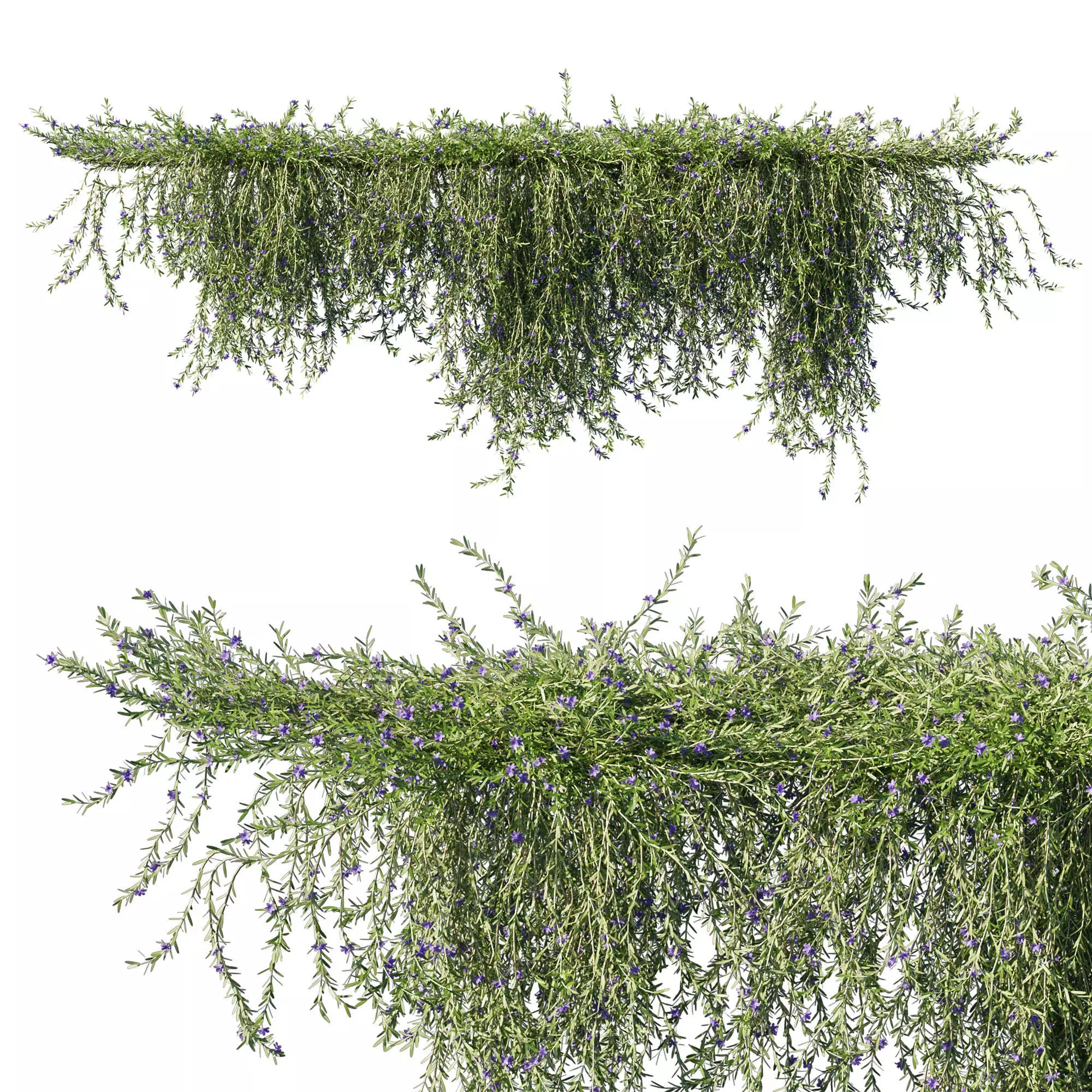 Rosemary creeping 3D model