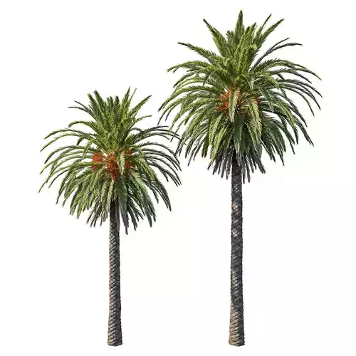 Phoenix Palm tree 05