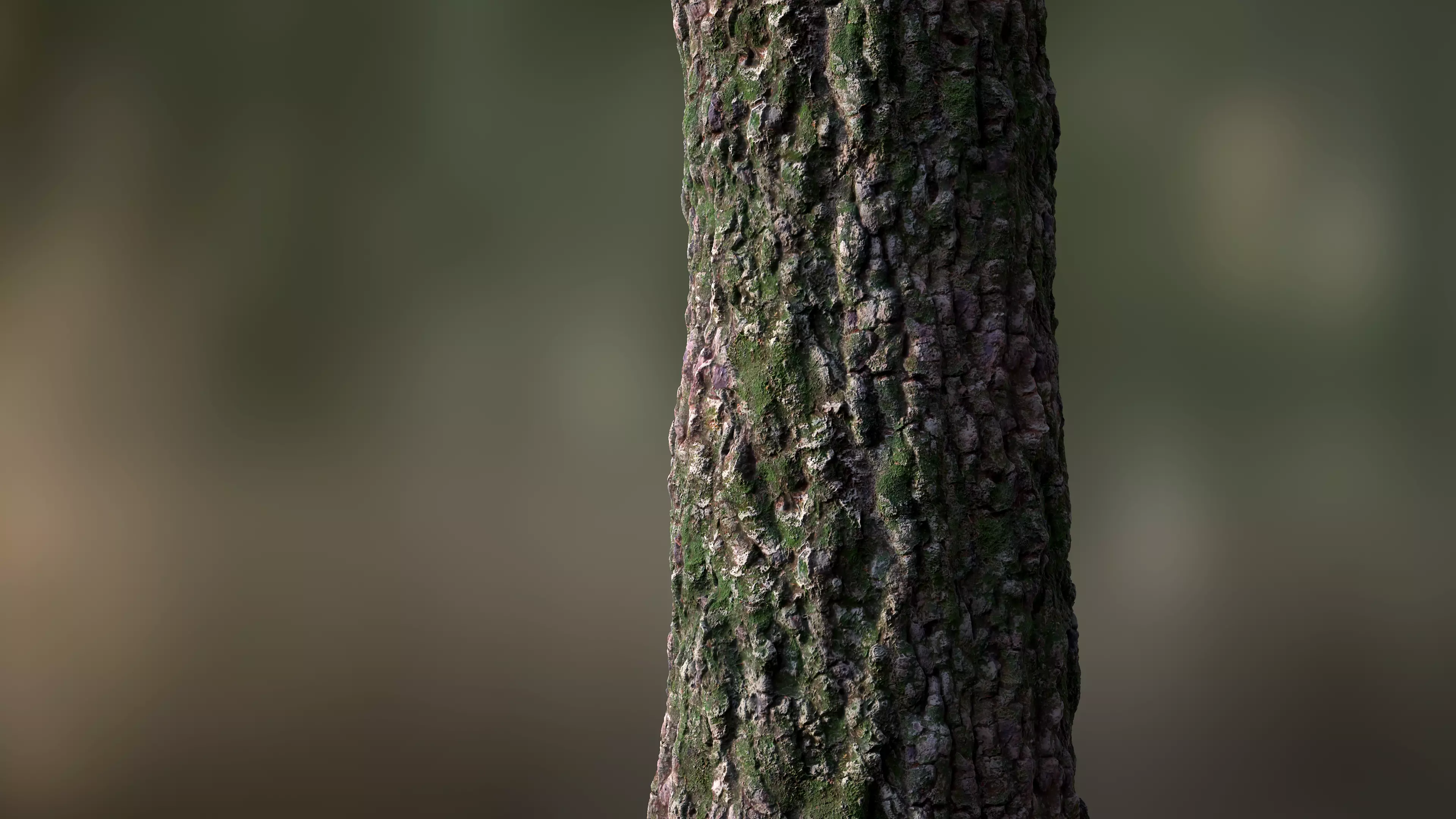 Tree Bark Seamless 06 Texture