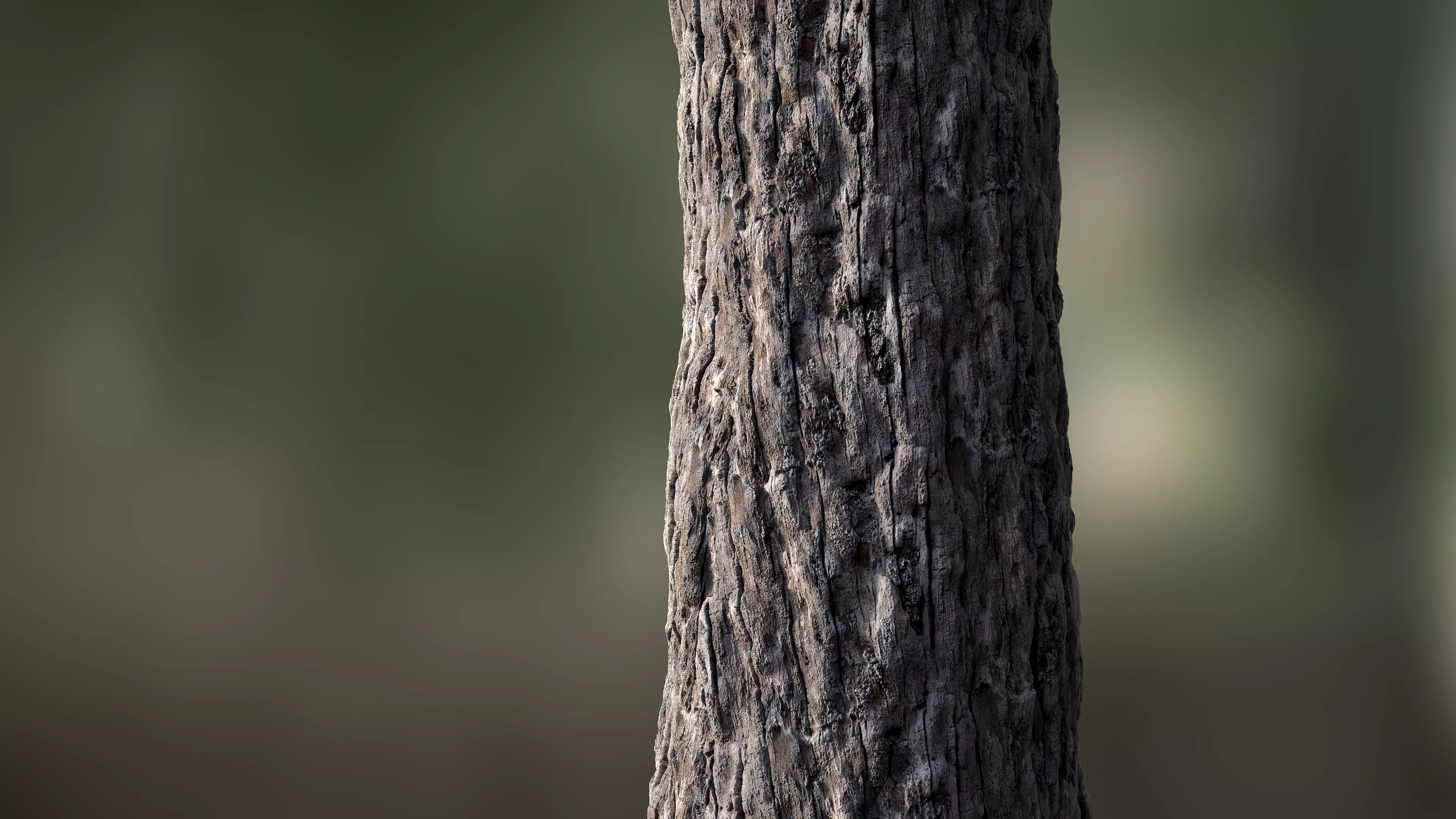 Tree Bark Seamless 07 Texture