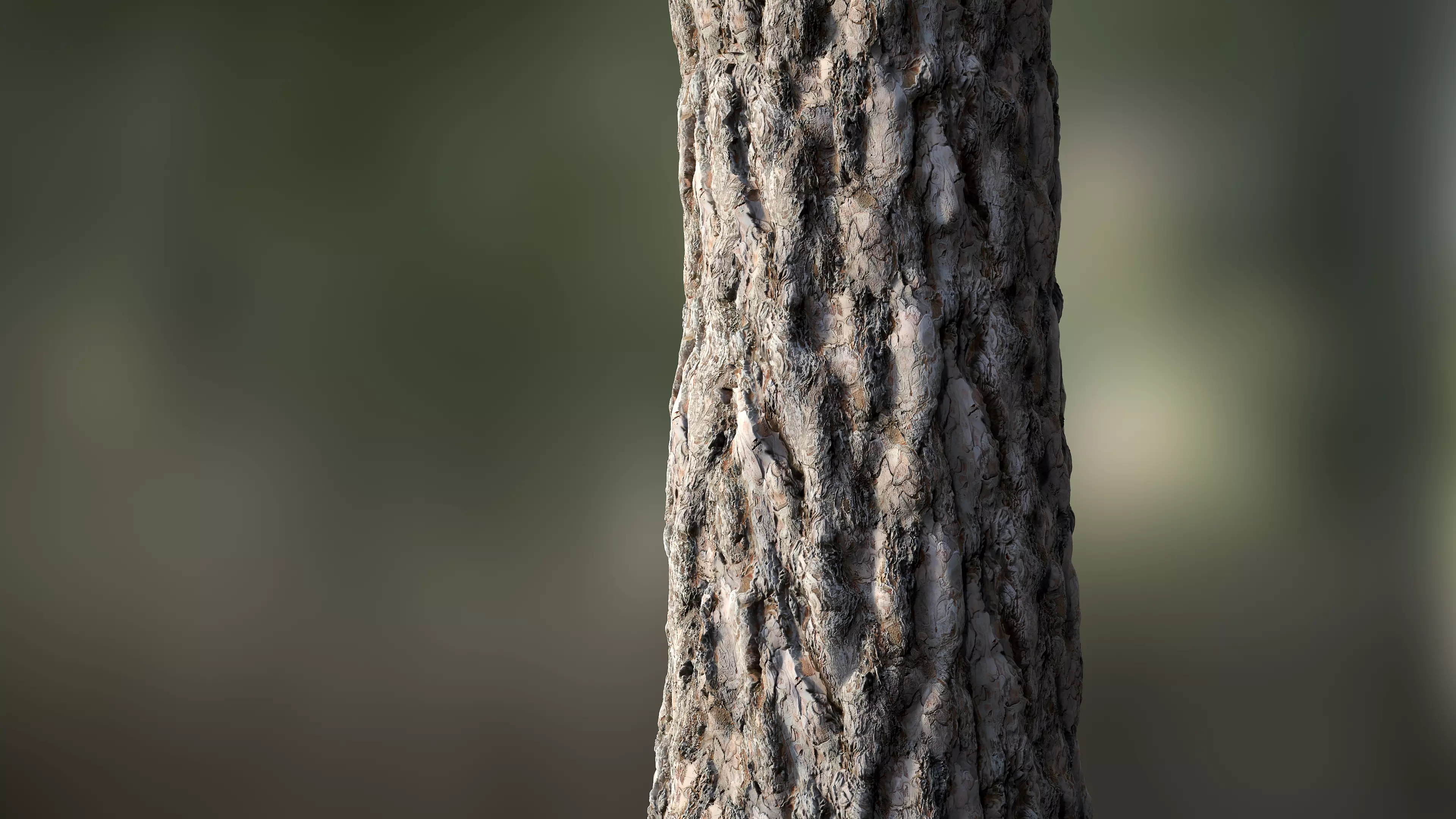 Tree Bark Seamless 08 Texture
