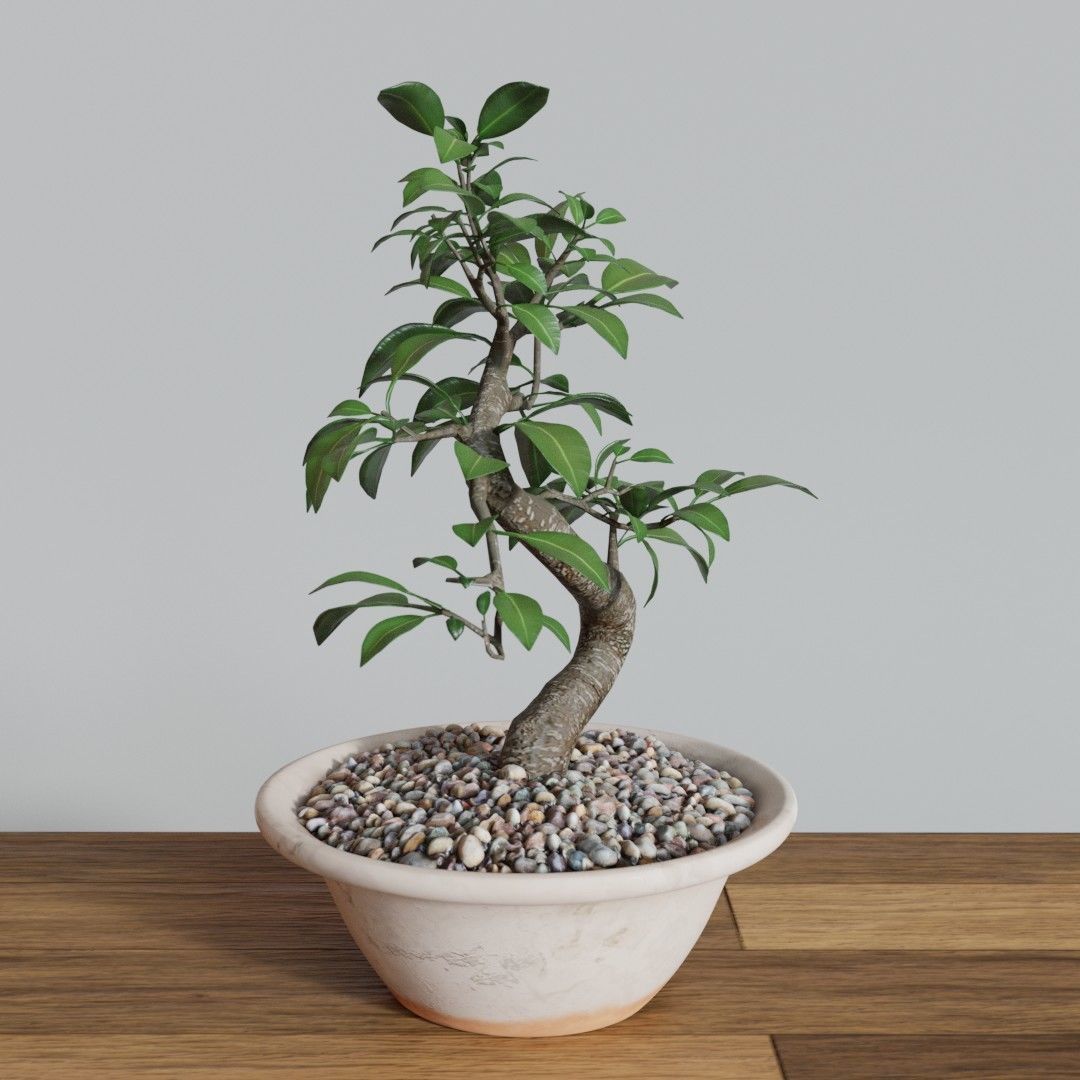 Bonsai Tree Small Ficus 3D model_2