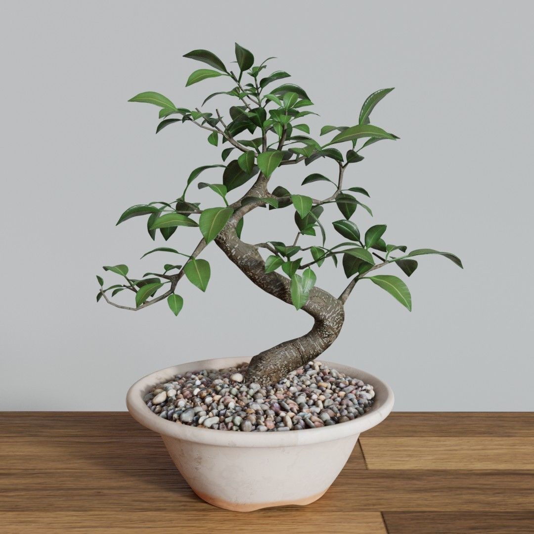 Bonsai Tree Small Ficus 3D model_1