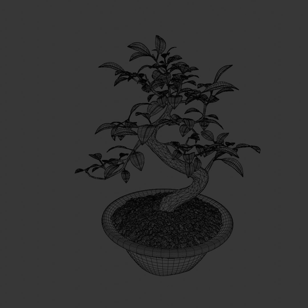 Bonsai Tree Small Ficus 3D model_5