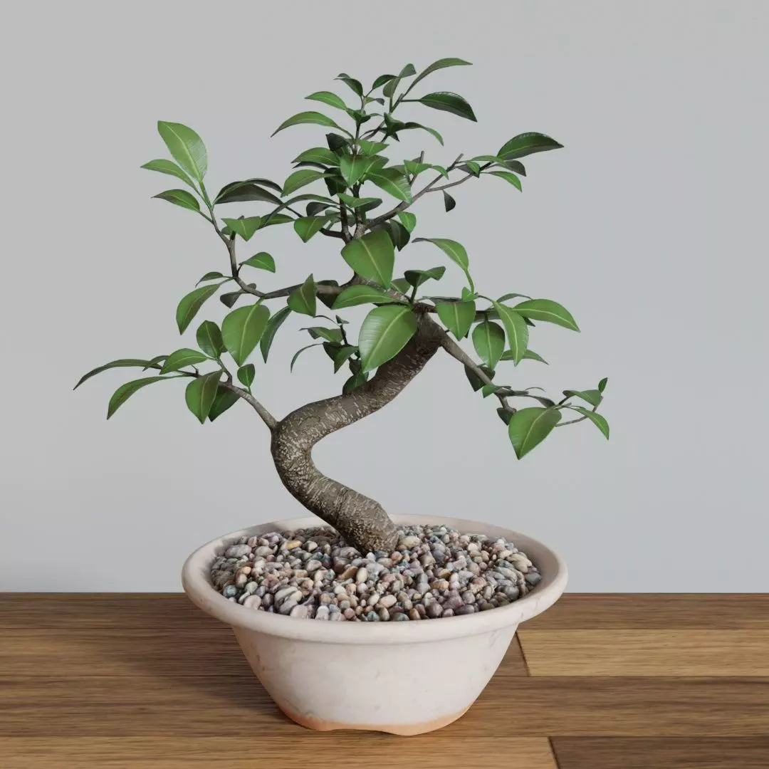Bonsai Tree Small Ficus 3D model_0