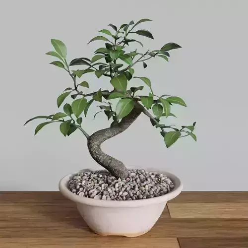 Bonsai Tree Small Ficus