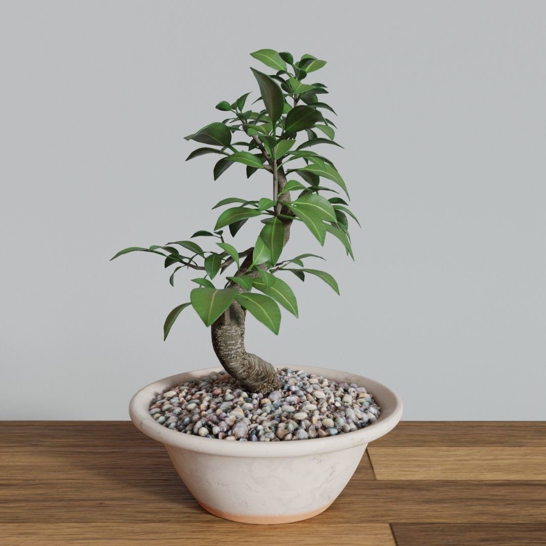 Bonsai Tree Small Ficus 3D model_3