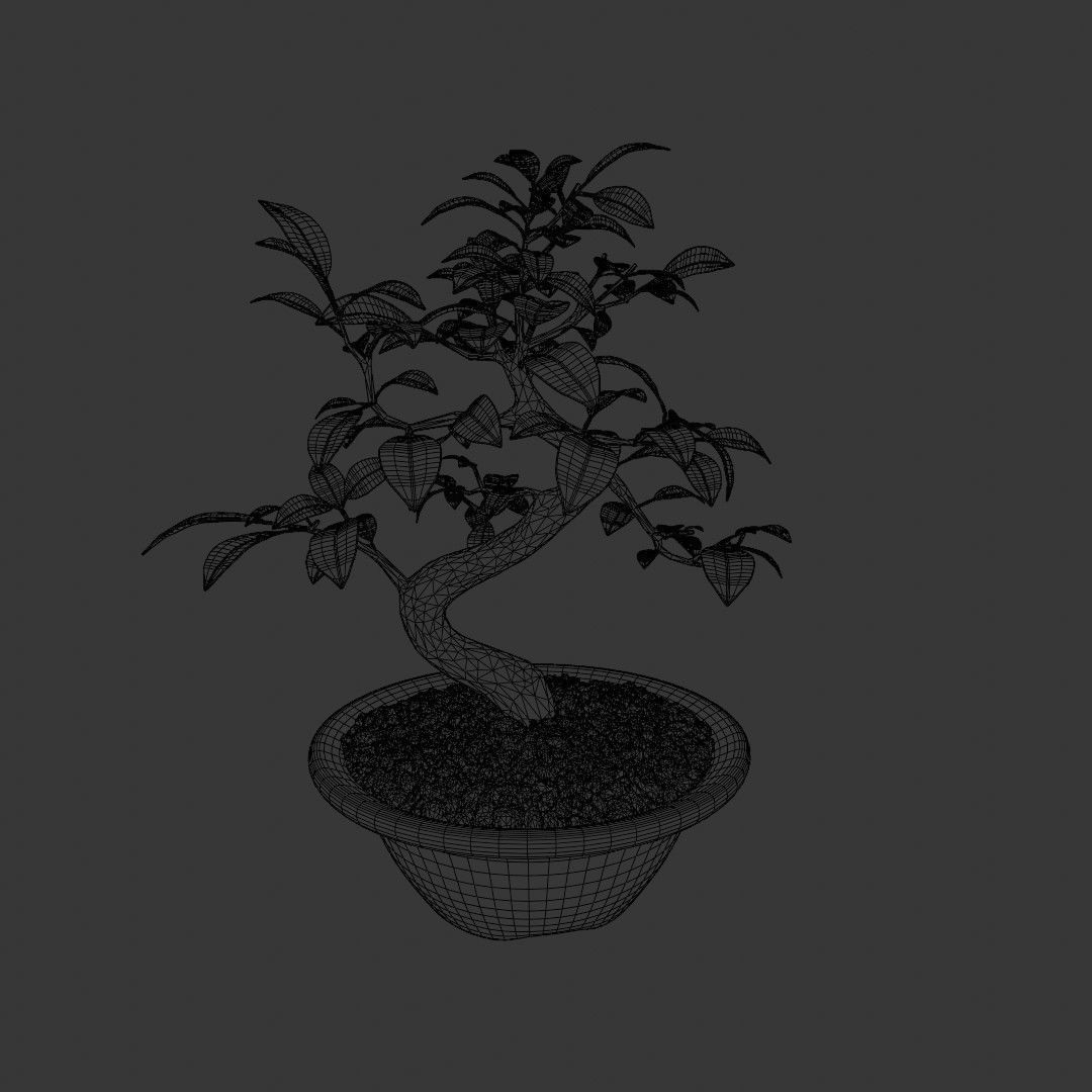 Bonsai Tree Small Ficus 3D model_6